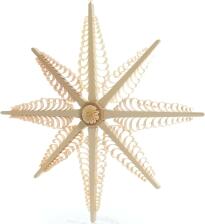 Fensterschmuck - Spanstern mit 8 B&auml;umchen - Mitte mit Rosette Beidseitig - Ansicht Rechts - Aus